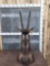 African Sable Antelope Table Top Pedestal Taxidermy