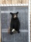 Juvenile Black Bear Half Body Taxidermy Mount