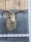 Jacobs 4 Horn Sheep Shoulder Mount Taxidermy