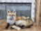 Red Fox Laying Down Full Body Taxidermy Mount