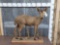 African Bush Duiker Full Body Taxidermy Mount