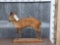 African Bay Duiker Full Body Taxidermy Mount