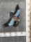 European Roller Jay In Flight Full Body Bird Taxidermy