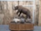 Beautiful Alaskan Brown Bear Full Body Taxidermy Mount