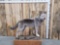 GORGEOUS Hybrid Wolf Full Body Taxidermy Mount