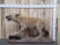 African Spotted Hyena Full Body Taxidermy Mount