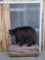 Juvenile Black Bear Full Body Taxidermy Mount