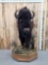 Large Herd Bull American Bison Buffalo Half Body Taxidermy Mount