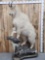 Big Mountain Goat Full Body Taxidermy Mount