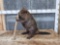 Big Fat Beaver Chewing On A Stick Taxidermy