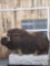 Muskox Full Body Taxidermy Mount