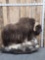 Musk Ox Full Body Taxidermy Mount