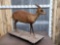 Asian Muntjac Deer Full Body Taxidermy Mount