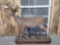 BEAUTIFUL 50 Point Whitetail Deer Full Body Taxidermy Mount