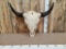 HUGE Bison Buffalo Herd Bull Skull Taxidermy