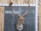 Fallow Deer Shoulder Mount Taxidermy