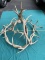 Elk Antler Chandelier