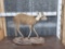 African Bush Duiker Full Body Taxidermy Mount