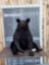 Big Black Bear Sitting Down Taxidermy