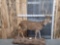 Axis Deer Full Body Taxidermy Mount