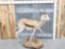 African Springbok Full Body Taxidermy Mount