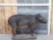 African Giant Forest Hog Full Body Taxidermy Mount