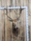 Pere David Deer Shoulder Mount Taxidermy