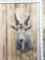 African Eland Shoulder Taxidermy Mount