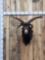 Awesome Jacobs 4 Horn Ram Sheep Shoulder Mount Taxidermy