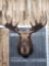 Alaskan Yukon Moose Shoulder Mount Taxidermy