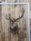 Big Red Stag Shoulder Mount Taxidermy