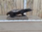 Rare African Honey Badger Full Body Taxidermy Mount