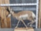 Pronghorn Antelope Full Body Taxidermy Mount