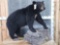 Black Bear Full Body Taxidermy Mount