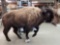 American Bison Buffalo Full Body Taxidermy Mount