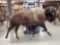 American Bison Buffalo Full Body Taxidermy Mount