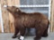 Big Russian Brown Bear Full Body Taxidermy Mount