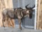 African White Bearded Gnu Wildebeest Full Body Taxidermy Mount