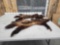 2 Wolverine Tanned Furs Taxidermy