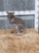 Baby Kangaroo Full Body Taxidermy Mount