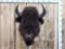 American Bison Buffalo Shoulder Mount Taxidermy