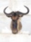 African White Bearded Gnu Shoulder Mount Taxidermy