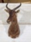 African Tsessebe Antelope Shoulder Mount Taxidermy