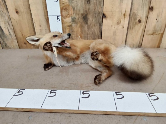 Red Fox Playing Full Body Taxidermy Mount