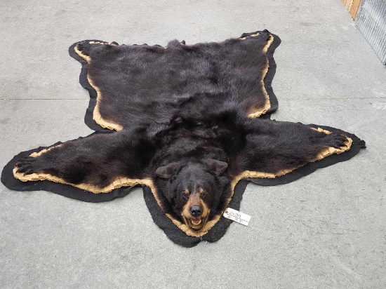 Nice Black Bear Rug Taxidermy