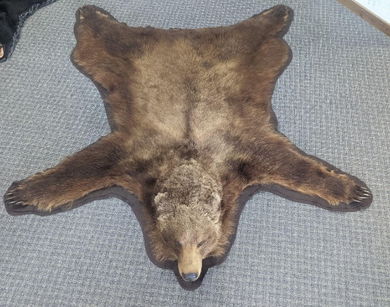 Awesome Grizzly Bear Rug Taxidermy