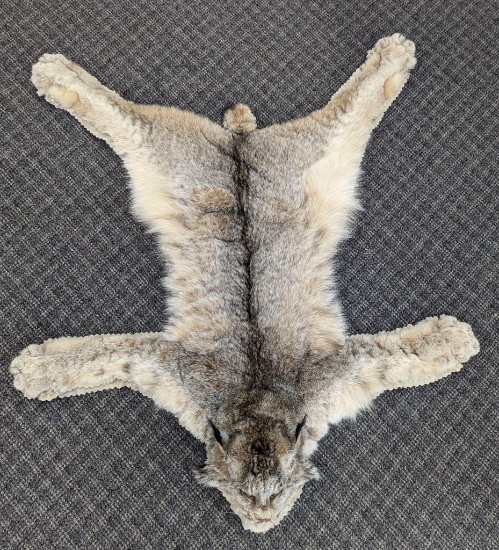 Alaskan Lynx Rug Taxidermy