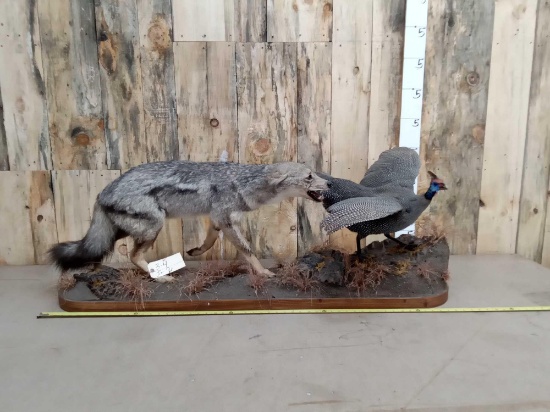 African Black Back Jackal Chasing A Guinea Fowl Full Body Taxidermy Mount