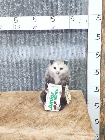 Opossum Eating Junior Mints Taxidermy