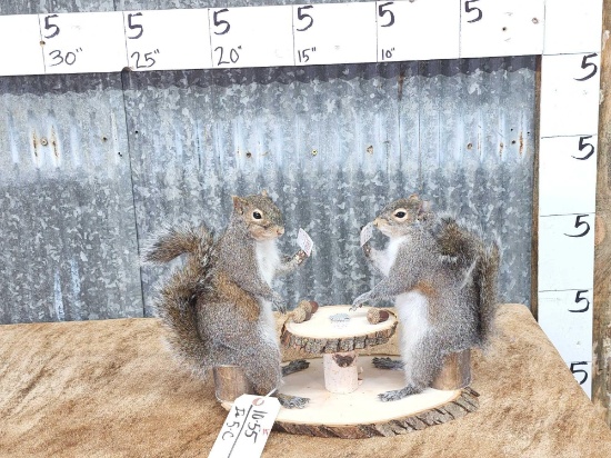 2 Squirrels Playing Cards Taxidermy